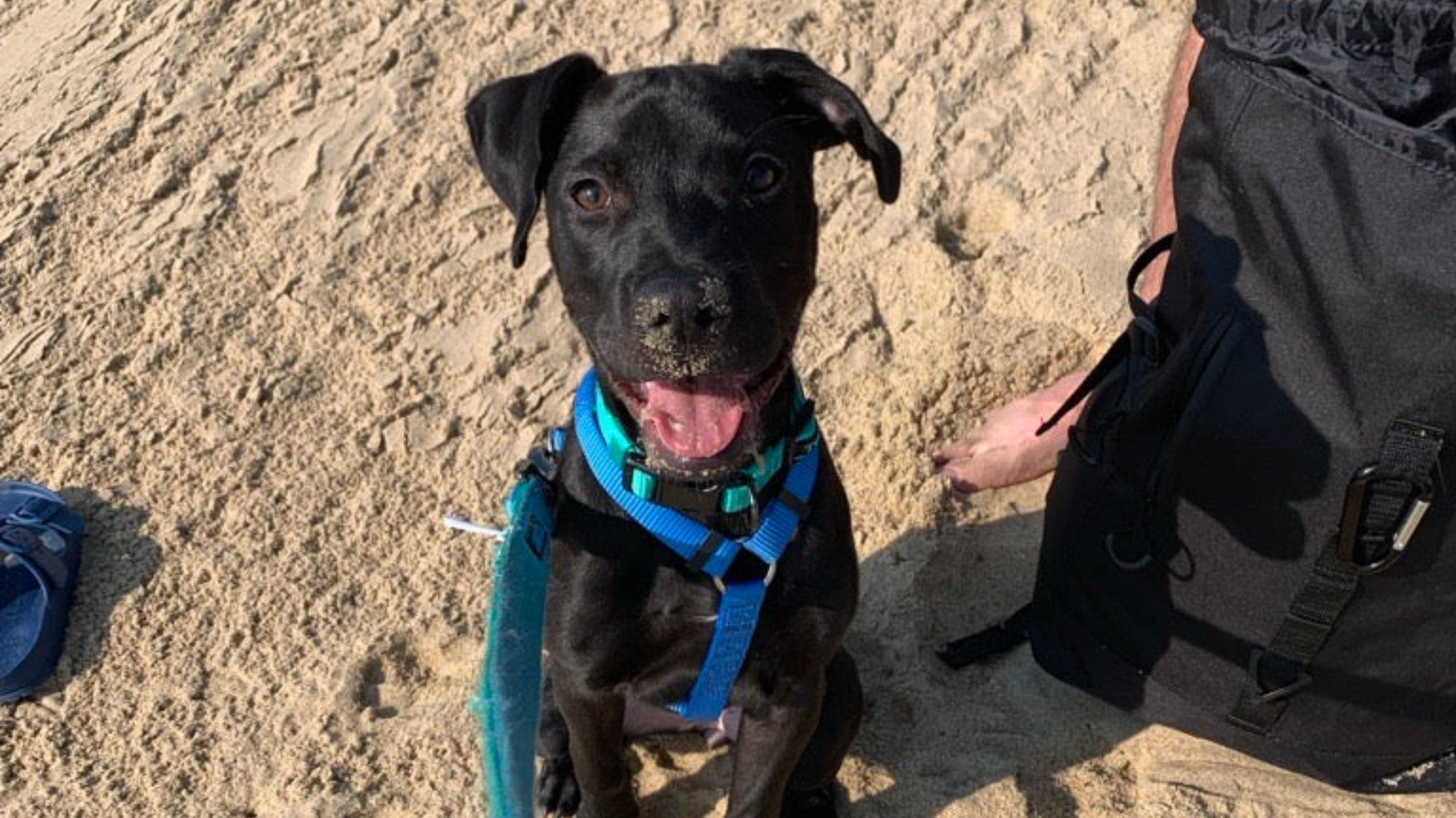 The Puppy Blues: Let's Talk About It