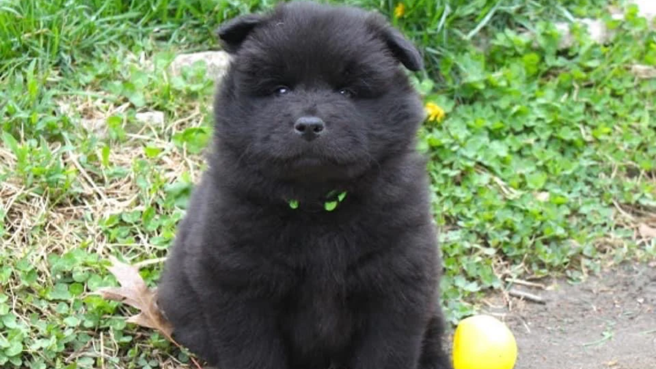 Black Dog Syndrome: The Unseen Bias Affecting Pet Adoptions