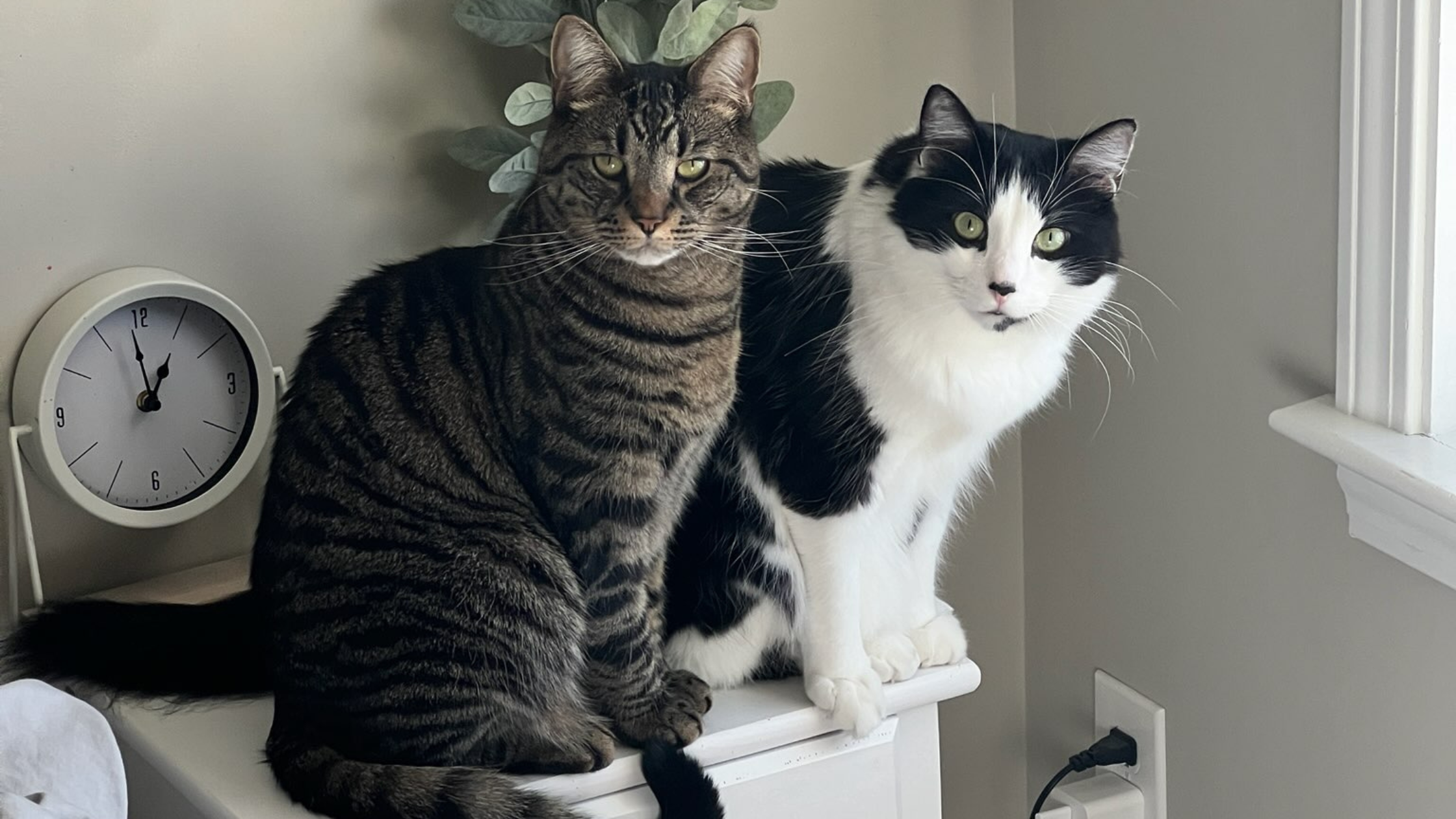5 Cat Products That I Couldn't Live Without - From a Real Cat Owner