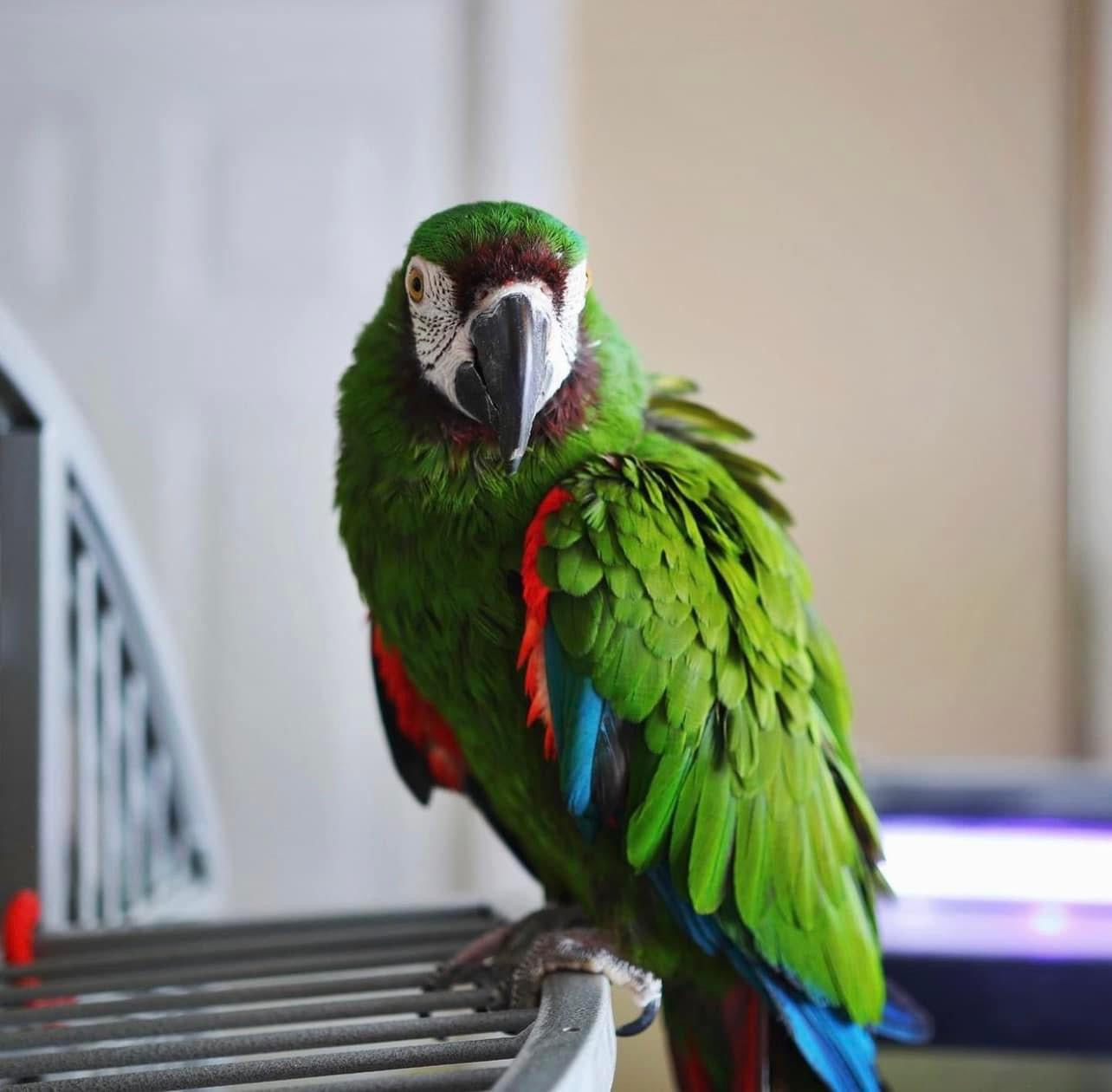 From Aggressive to Fulfilled | Lessons from Gizmo the 34-Year-Old Macaw