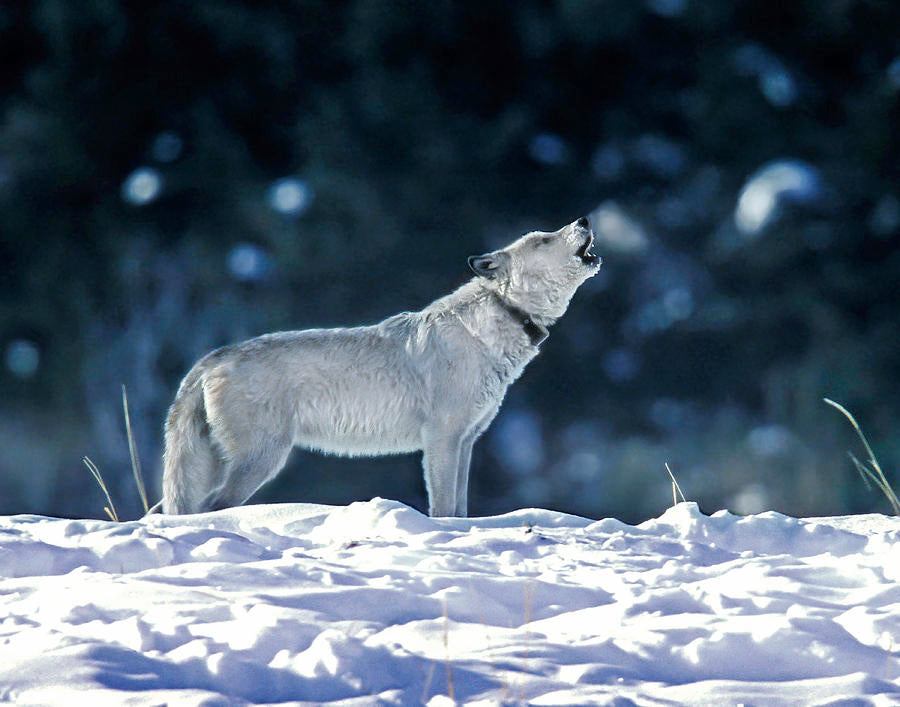 Leadership Lessons From the Cinderella Wolf of Yellowstone