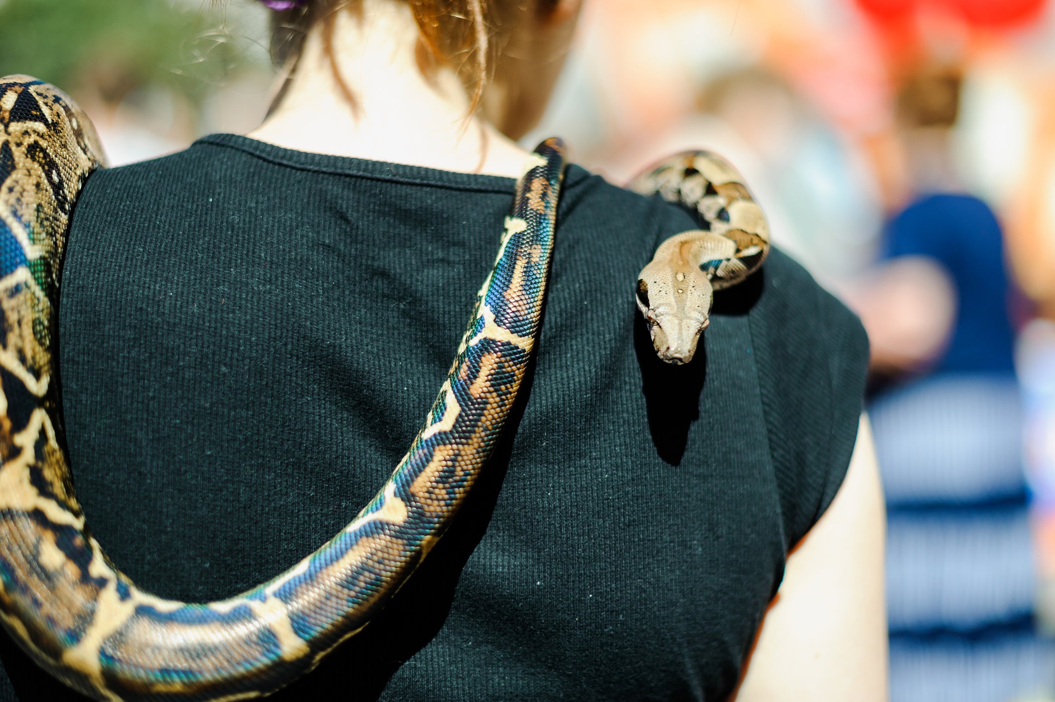 You Should Adopt an Older Reptile - Here's Why!